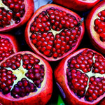 Backyard pomegranate planting seeds for home gardeners