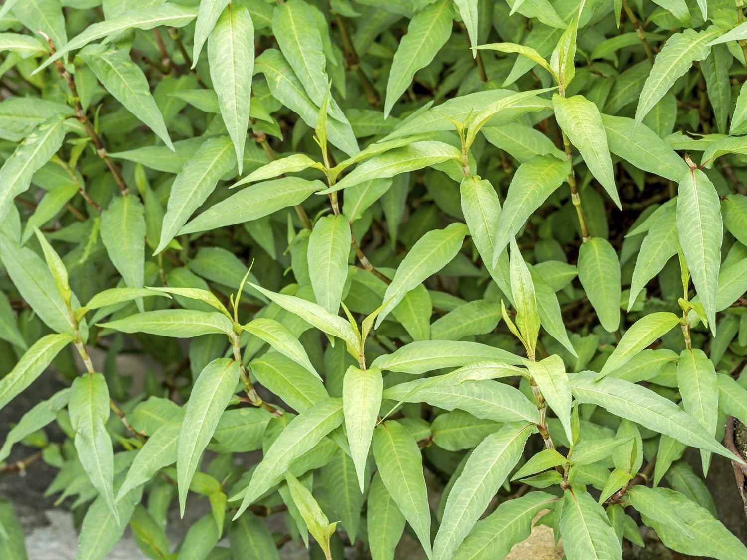 Backyard Vietnamese Mint plant seeds for home gardening