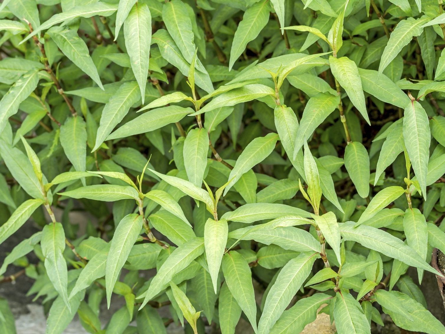 Backyard Vietnamese Mint plant seeds for home gardening