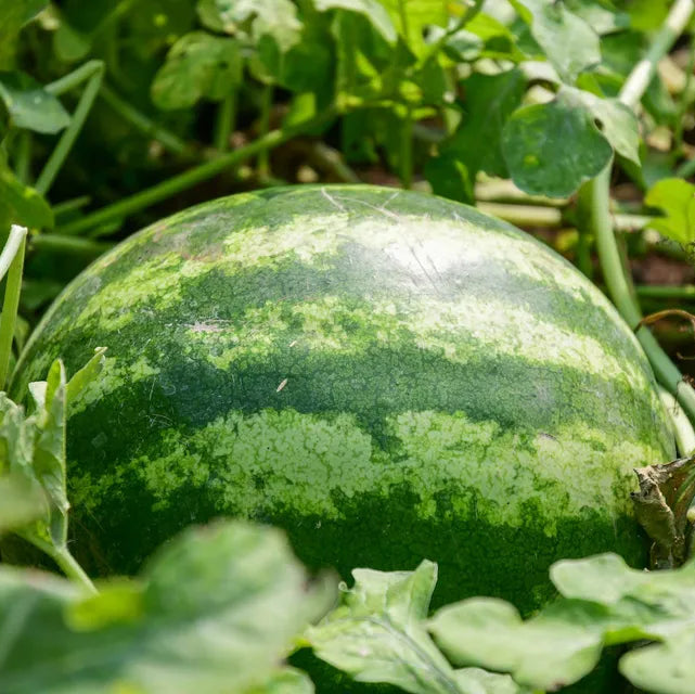Backyard watermelon plant showing vine growth