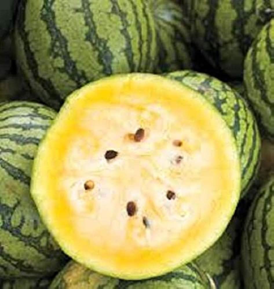 Backyard watermelon plant producing yellow flesh Baby Doll fruits