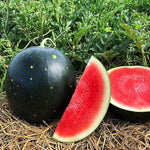 Watermelon seeds for backyard garden planting Little Red variety