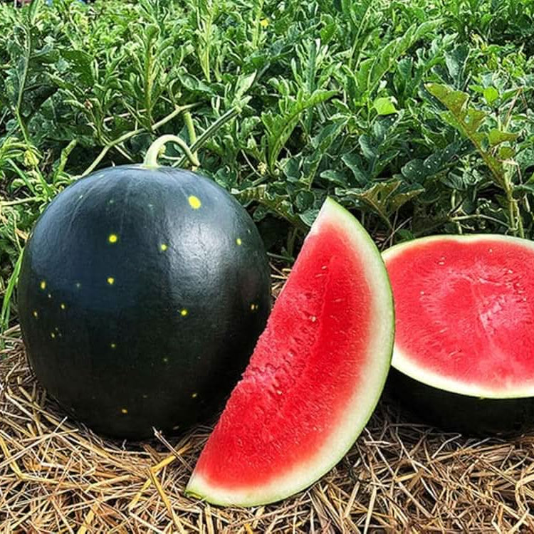 Watermelon seeds for backyard garden planting Little Red variety