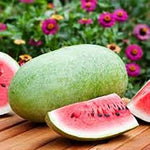 High yield watermelon seeds for backyard garden growers