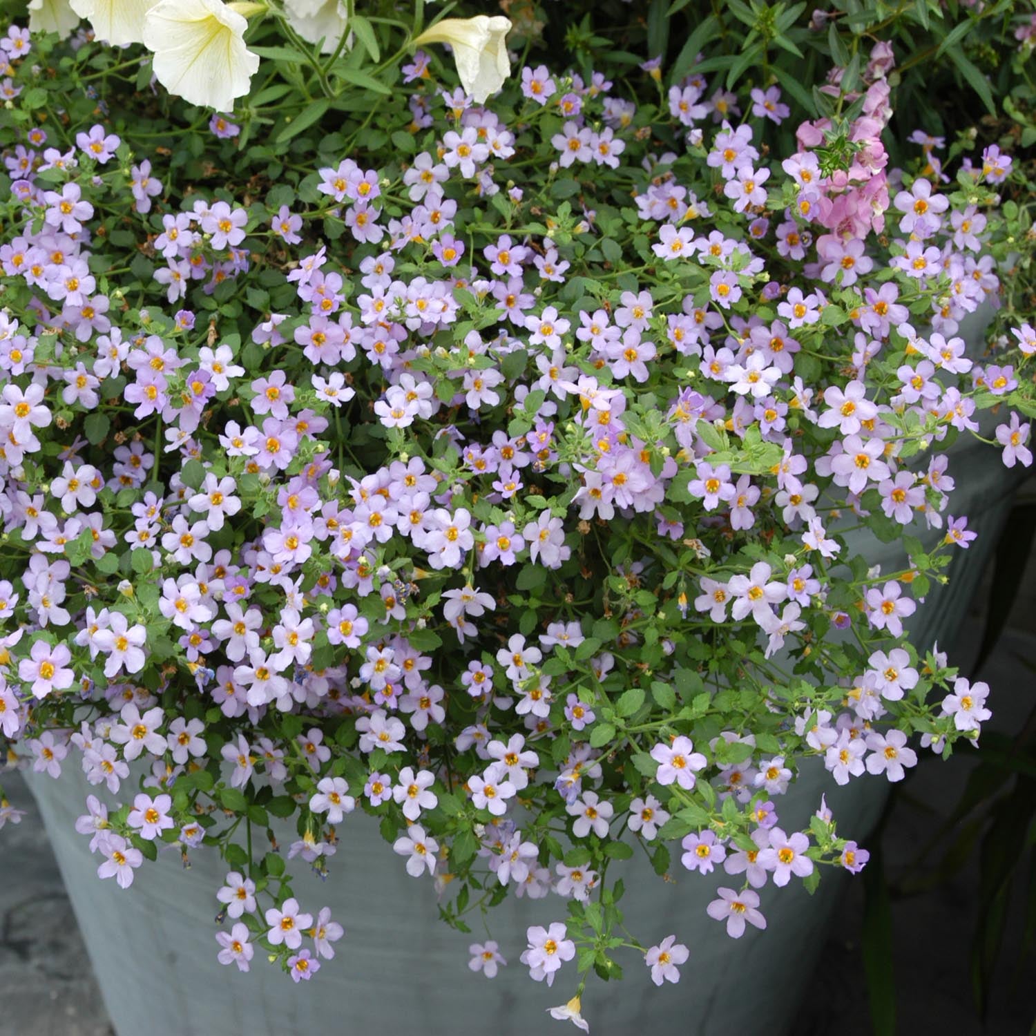 Bacopa Blutopia Trailing Seeds