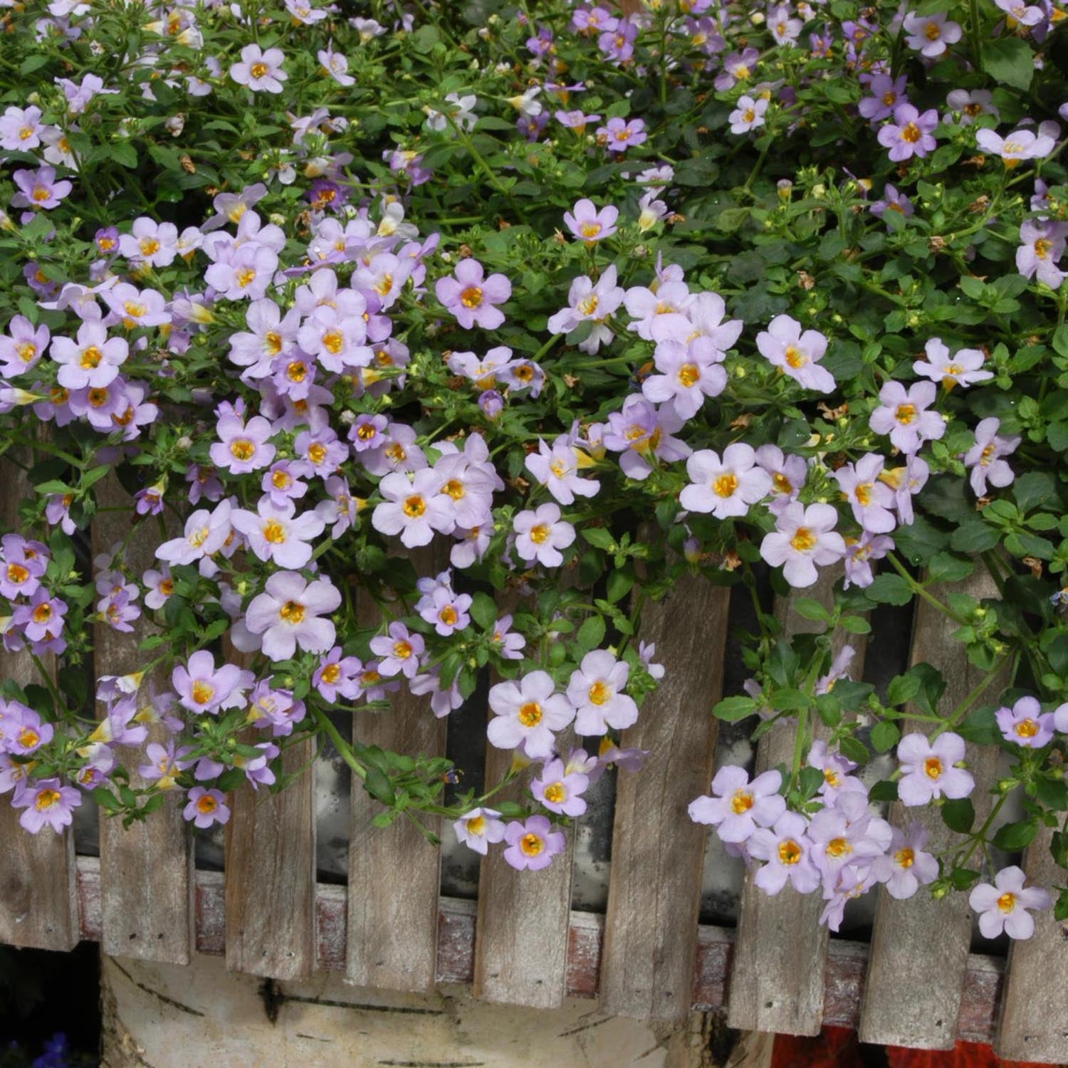 Bacopa Blutopia Trailing Seeds