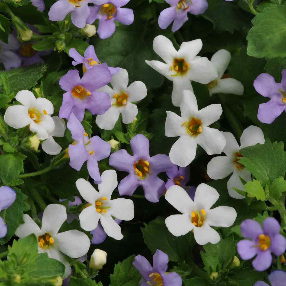 Bacopa Utopia Ground Cover Seeds