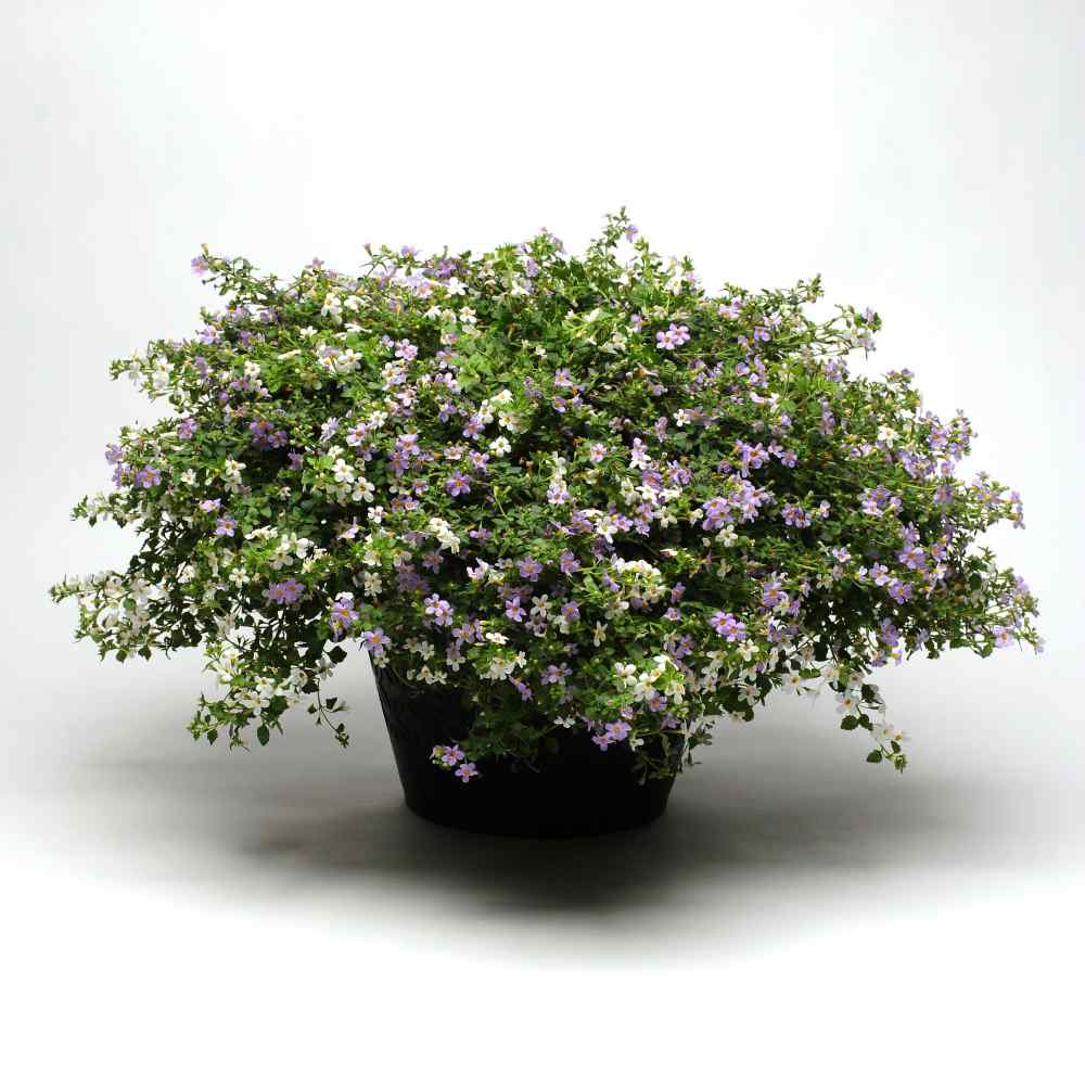 Bacopa Utopia Ground Cover Seeds