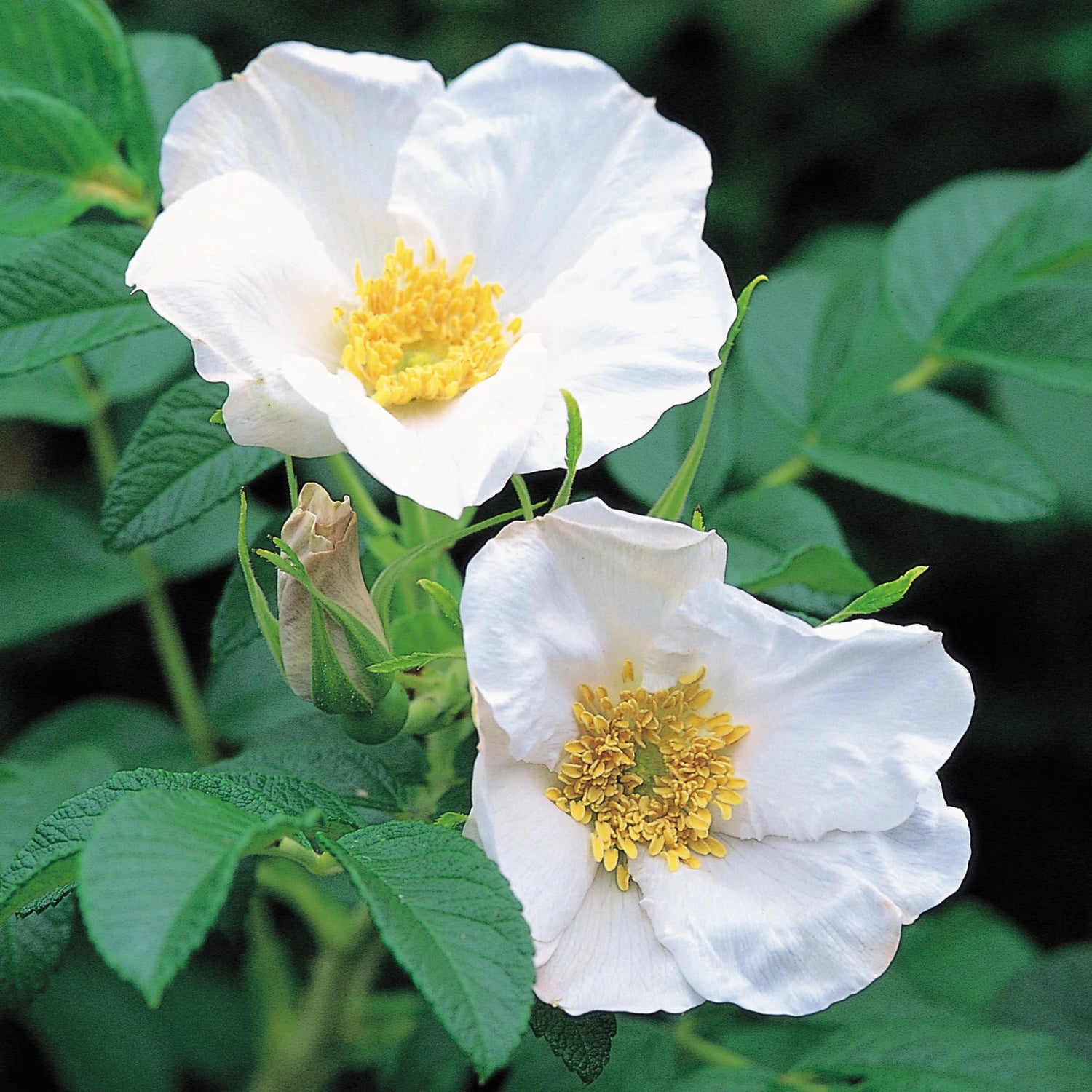 Rose Rosa Rugosa Albiflora White Rugosa Flower Seeds for Planting