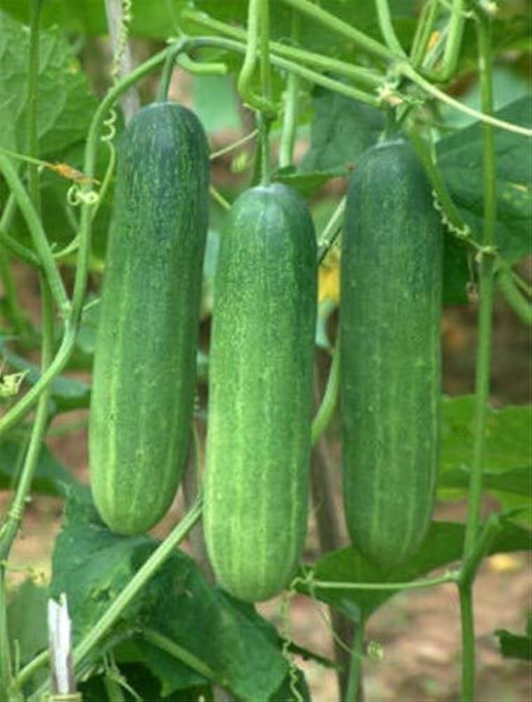 Balcony Cucumber Seeds (Pack of 50) – Compact Vines Perfect for Small Gardens - Dharaseeds