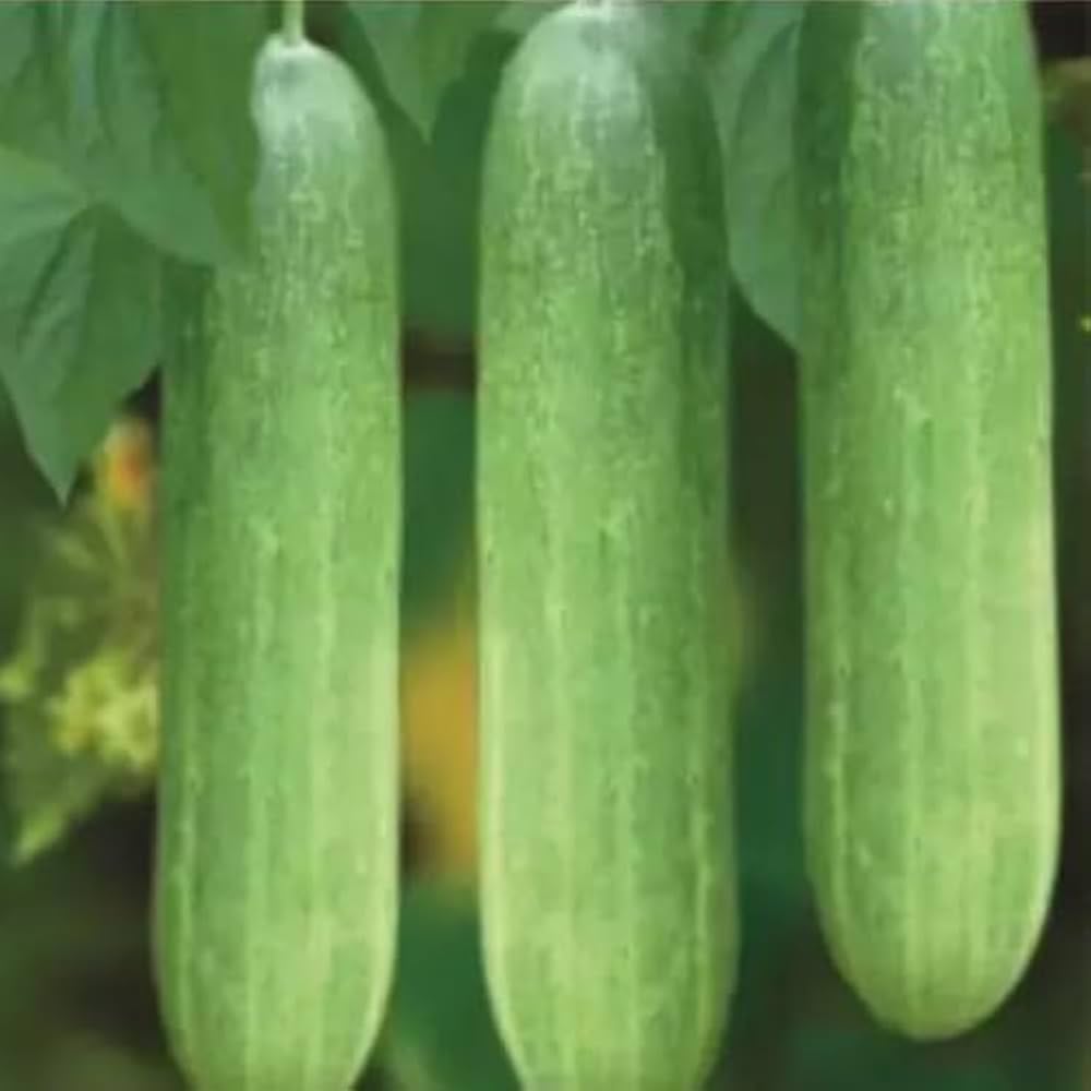 Balcony Cucumber Seeds (Pack of 50) – Compact Vines Perfect for Small Gardens - Dharaseeds