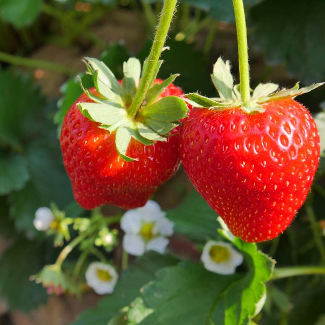 Balcony gardening strawberry seeds for pots
