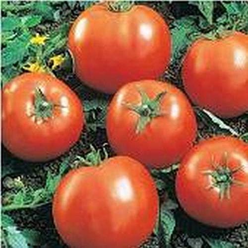 Ball Beefsteak Hybrid Tomato Solanum lycopersicum vegetable seeds for midseason planting in backyard garden - Dharaseeds