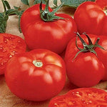 Ball Beefsteak Hybrid Tomato Solanum lycopersicum vegetable seeds for midseason planting in backyard garden - Dharaseeds