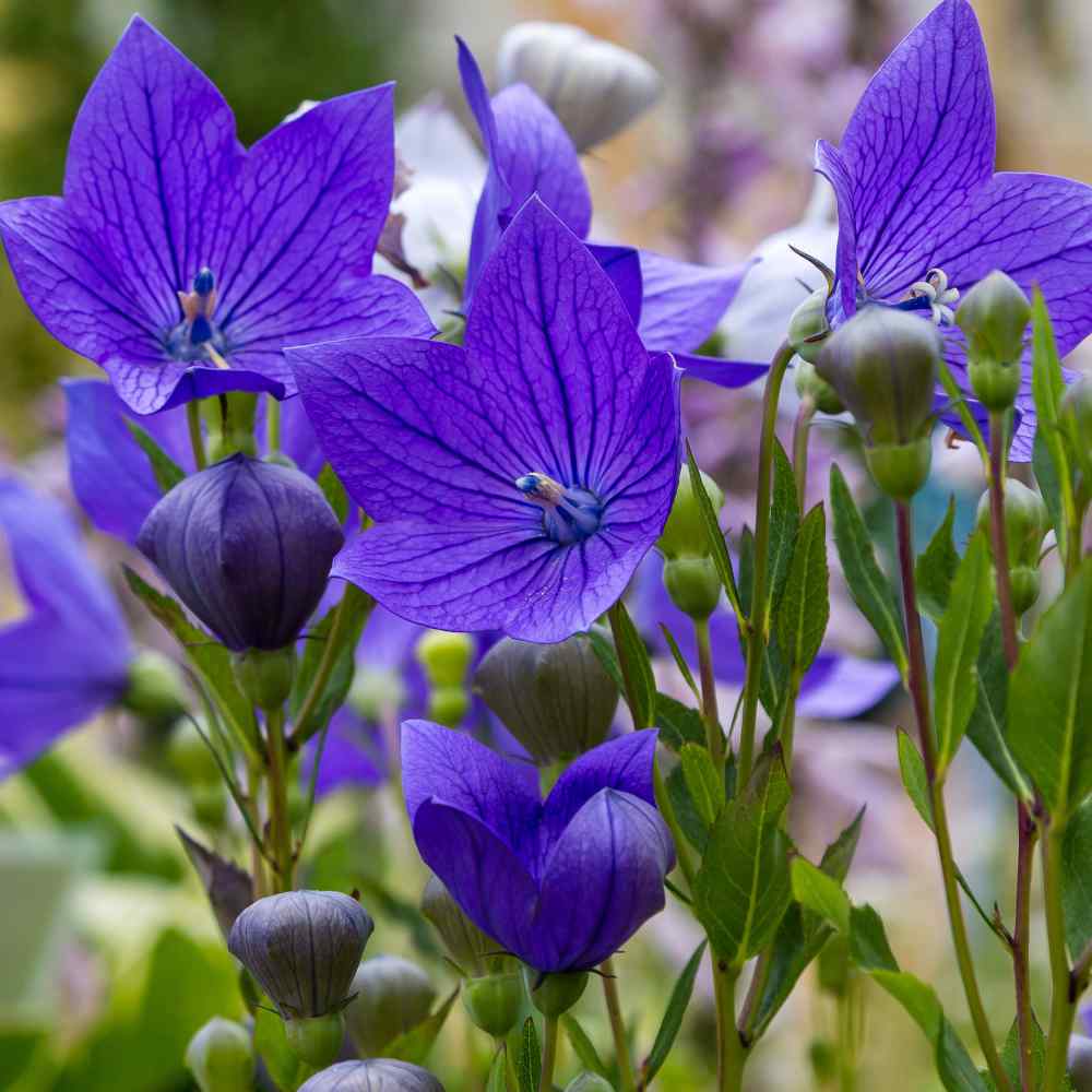 Balloon Flower Blue Bloom Seeds