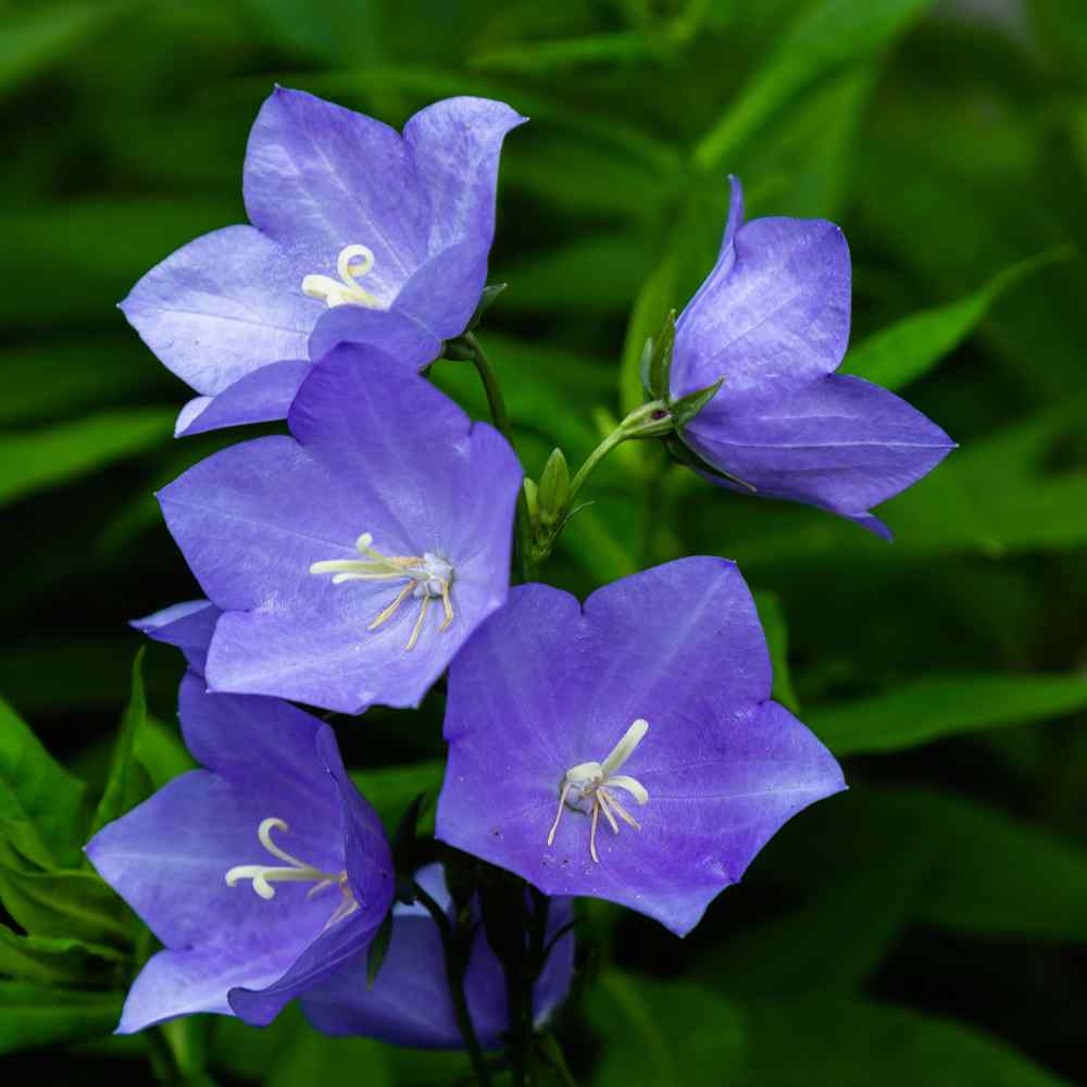 Balloon Flower Blue Bloom Seeds