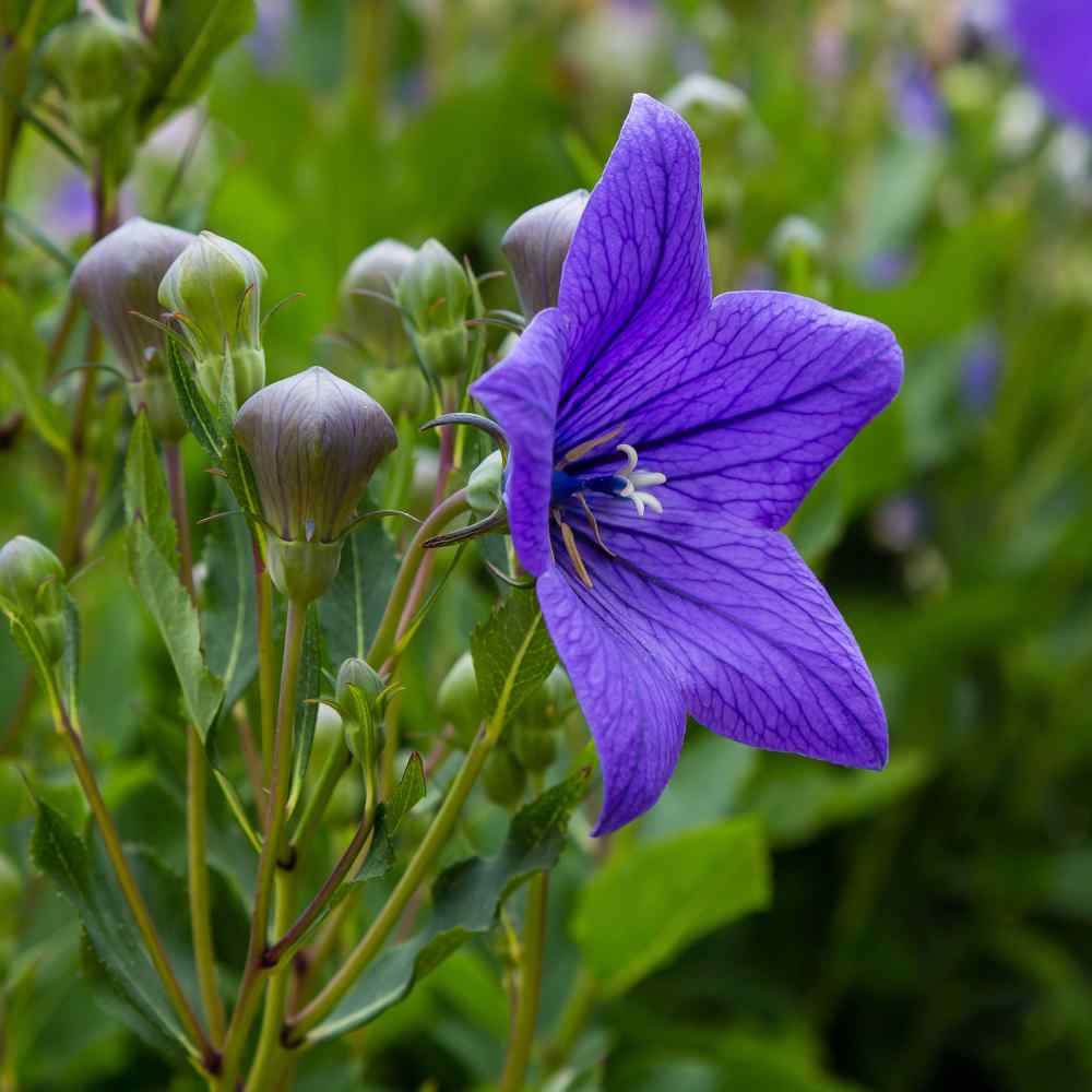 Balloon Flower Blue Bloom Seeds