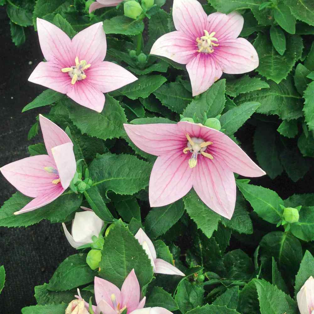 Balloon Flower Rose Bloom Seeds