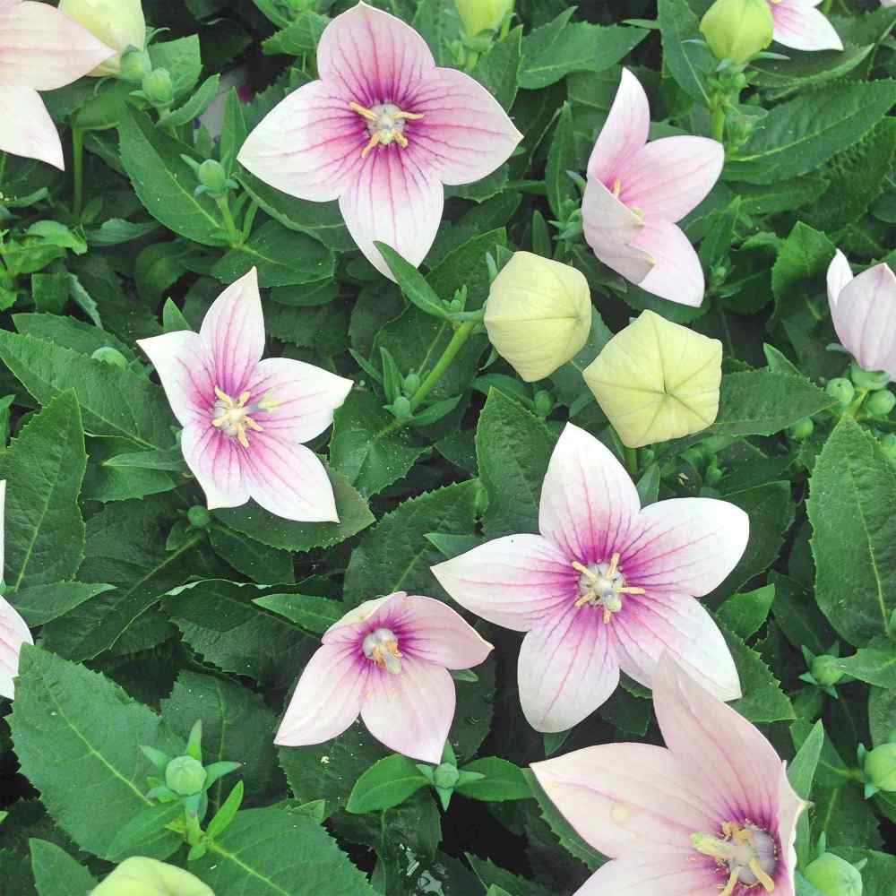 Balloon Flower Rose Bloom Seeds