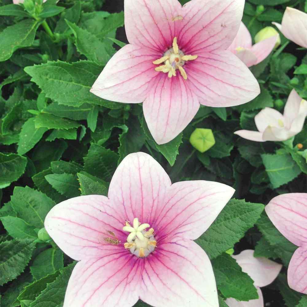 Balloon Flower Rose Bloom Seeds