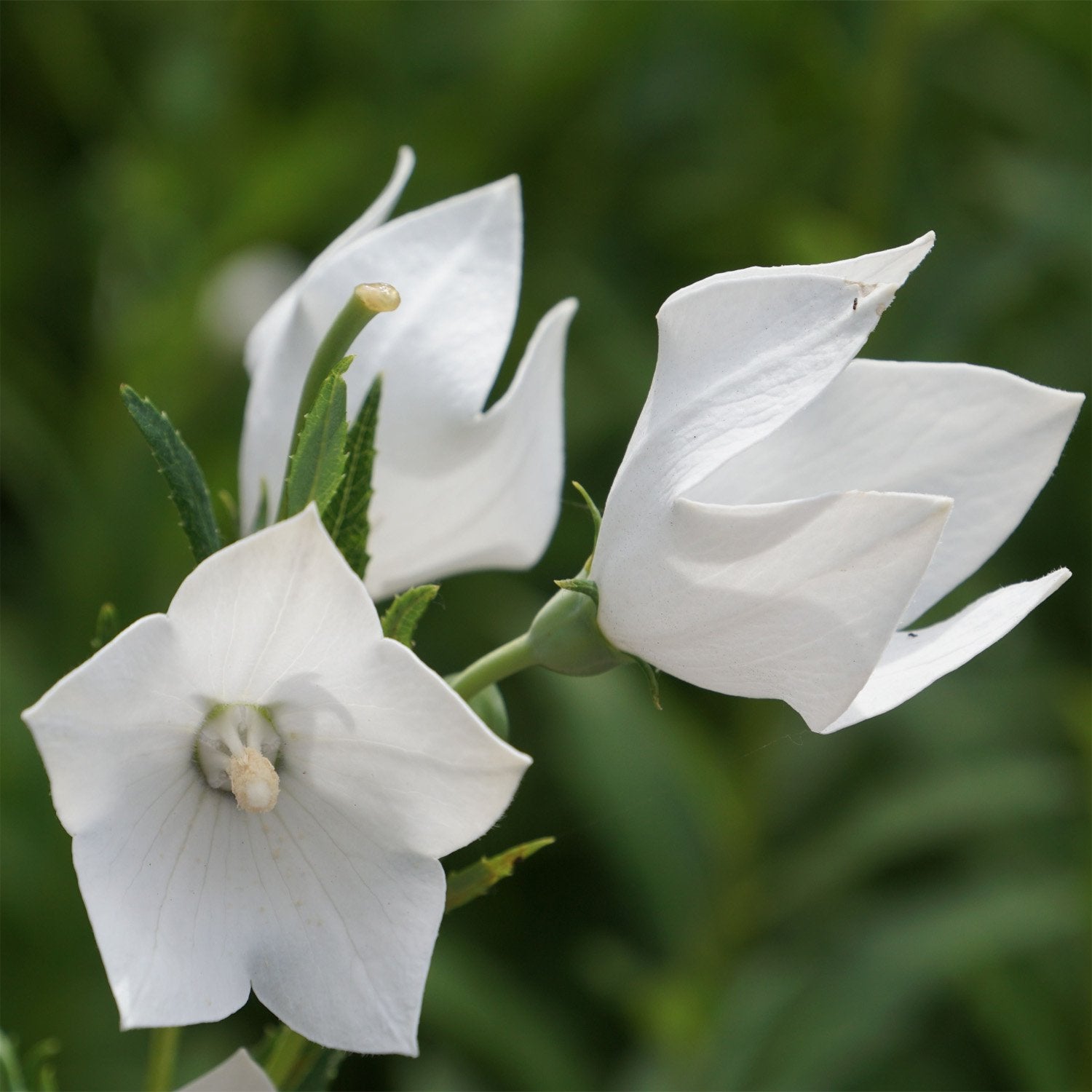 Balloon Flower White Bloom Seeds