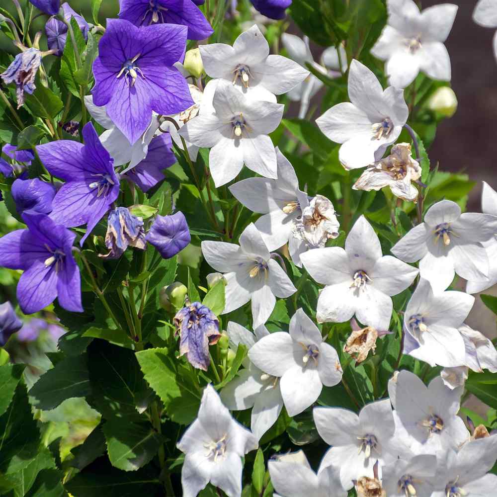 Balloon Flower White Bloom Seeds