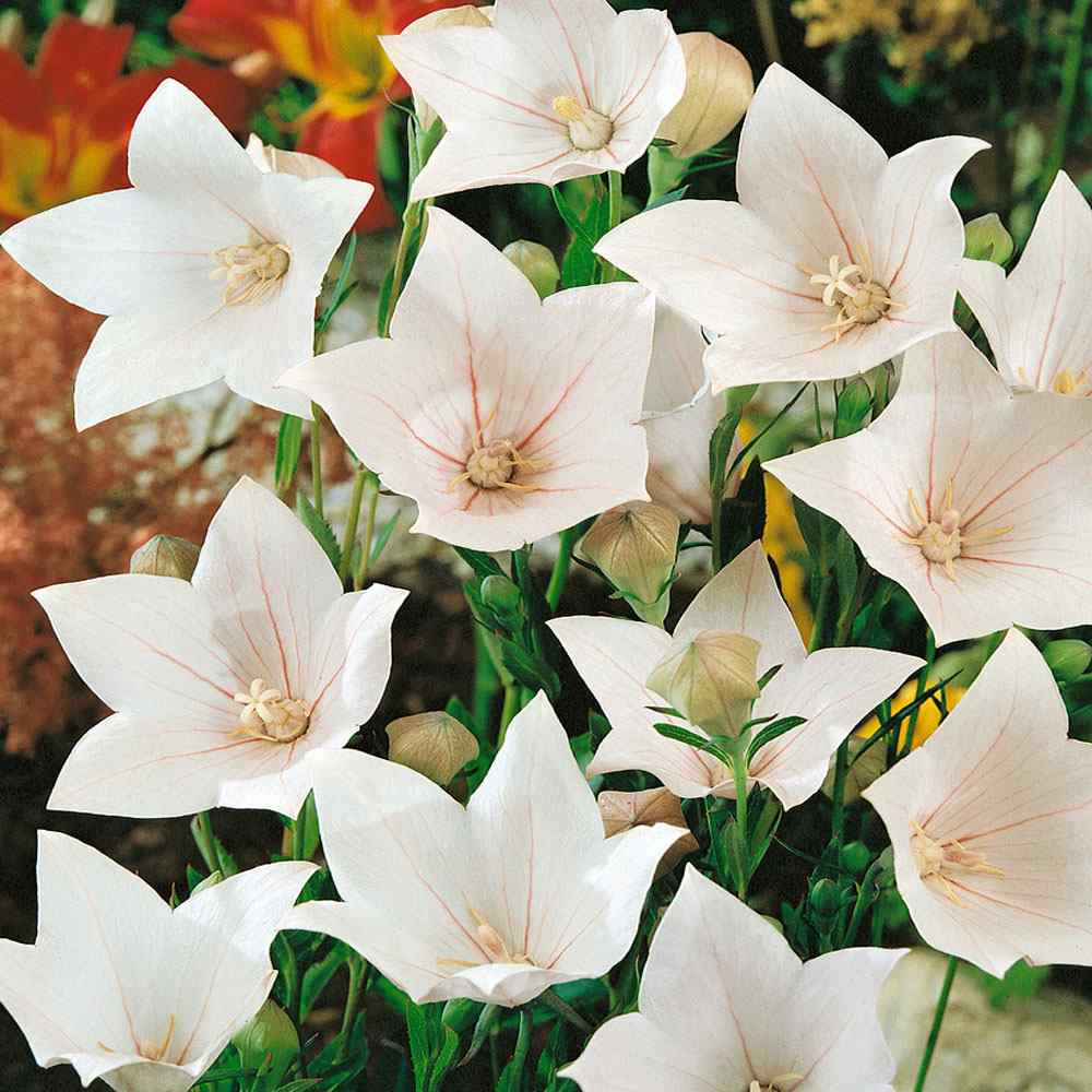 Balloon Flower White Bloom Seeds