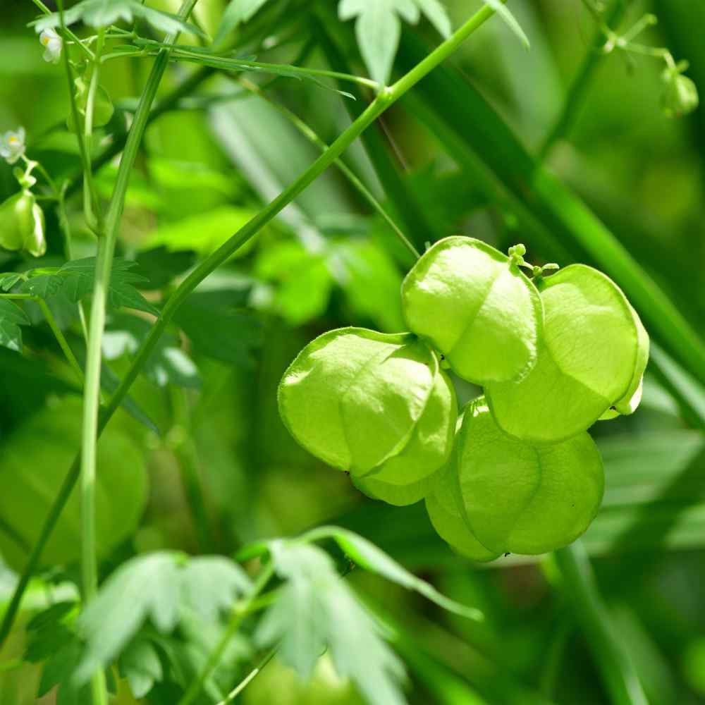 Cardiospermum Balloon Vine Climbing Plant Seeds