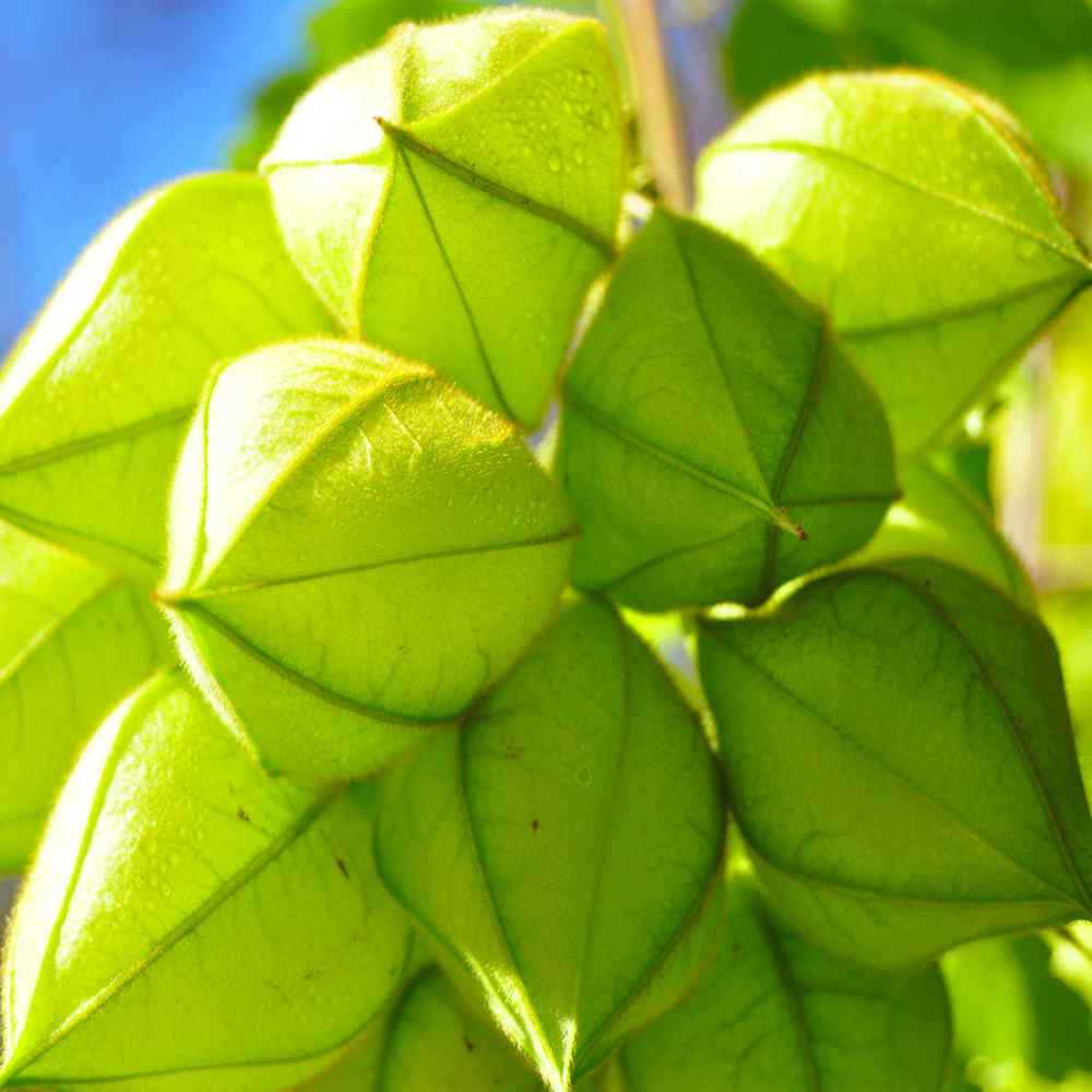 Cardiospermum Balloon Vine Climbing Plant Seeds