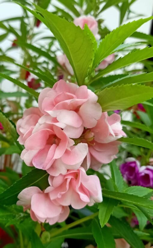 Balsam Light Pink Open Pollinated heirloom non-gmo garden seeds
