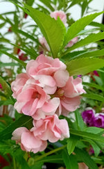 Balsam Light Pink Open Pollinated heirloom non-gmo garden seeds