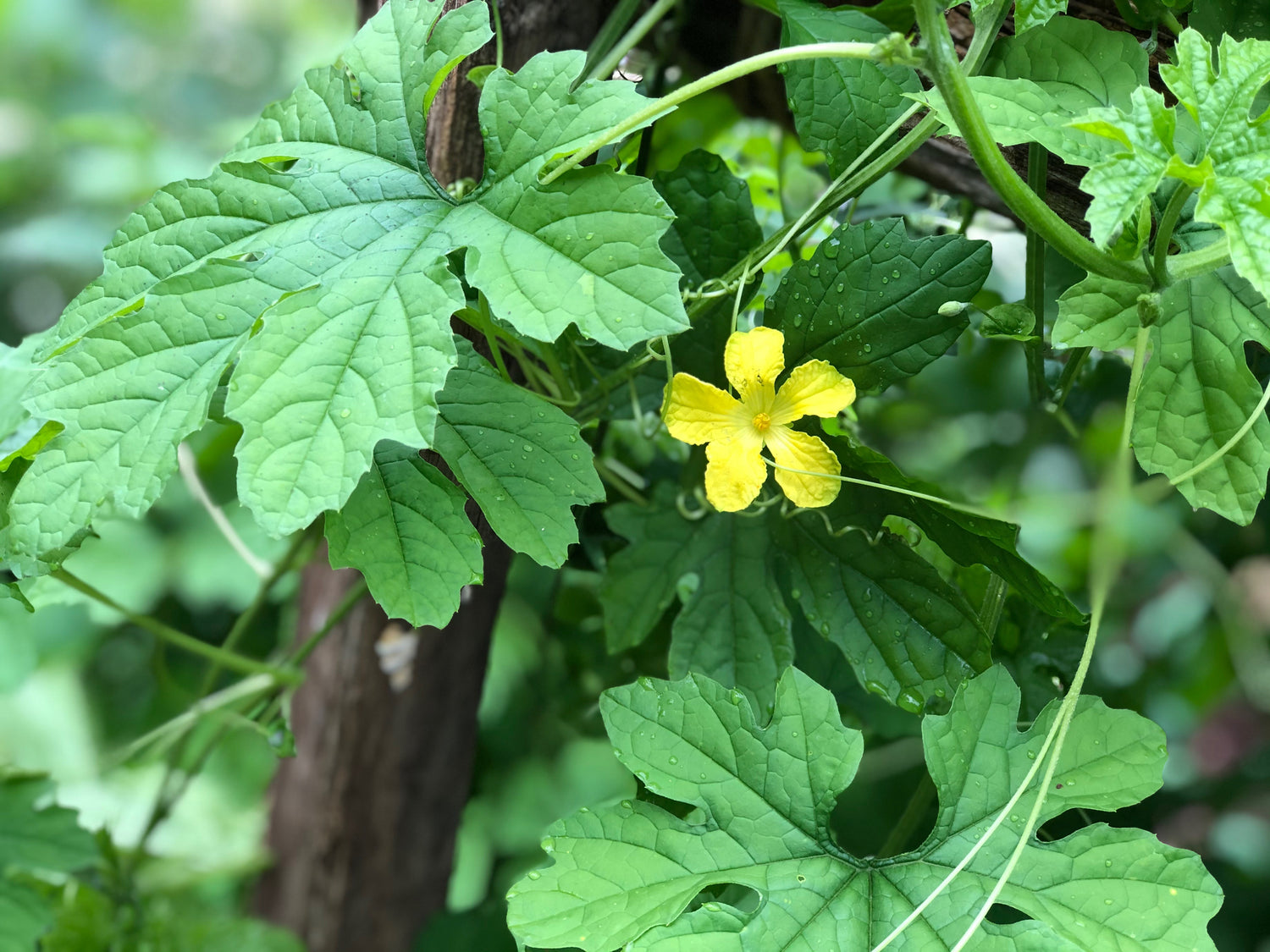 Green Balsam Pear Bitter Melon