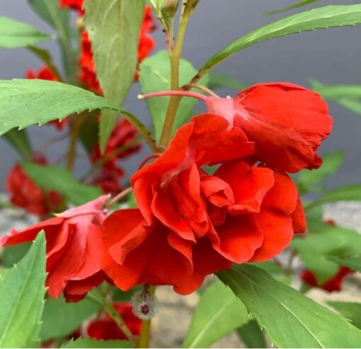Balsam Red Double Open Pollinated heirloom non-gmo garden seeds