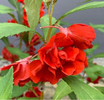 Balsam Red Double Open Pollinated heirloom non-gmo garden seeds
