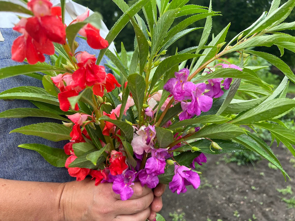 Impatiens Garden Balsam Seeds For Planting Bright Annual Blooms for Shade