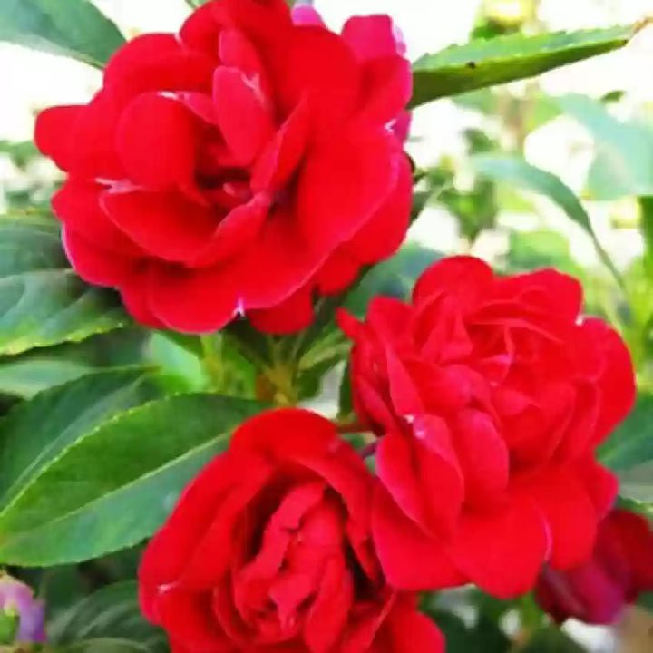 Balsamine Flower Seeds for Planting, Red, 100 Pcs - Dharaseeds