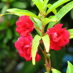 Balsamine Flower Seeds for Planting, Red, 100 Pcs - Dharaseeds