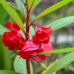 Balsamine Flower Seeds for Planting, Red, 100 Pcs - Dharaseeds