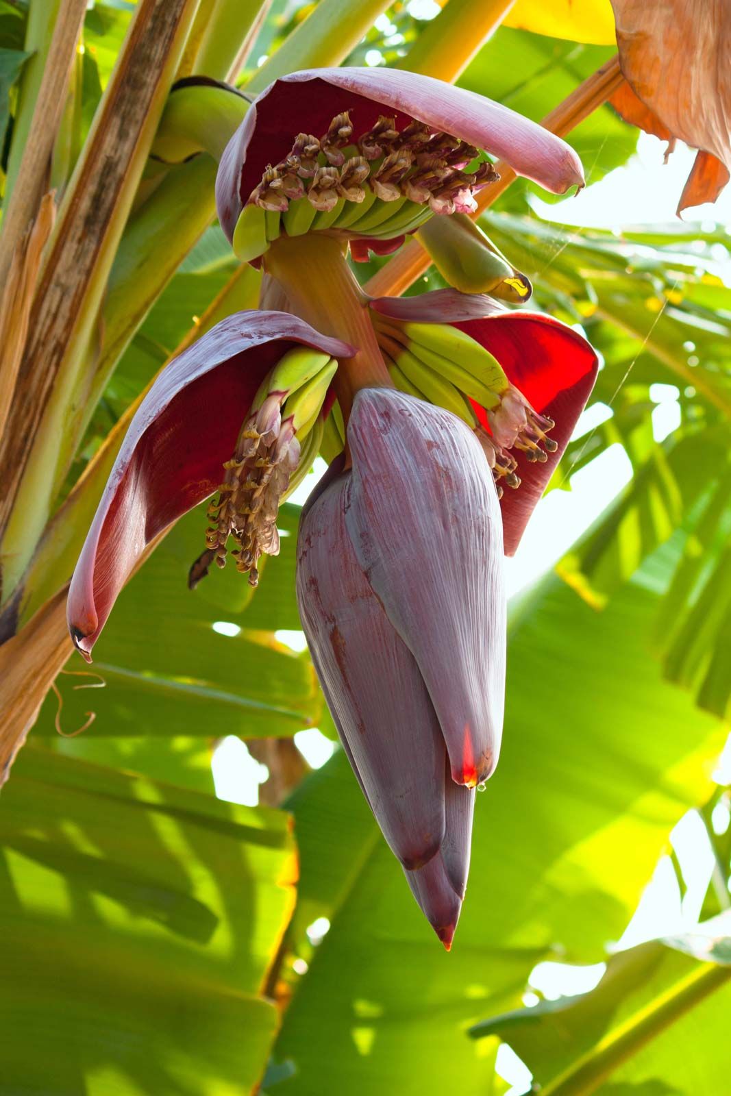 Banana Seeds (Musa spp.)