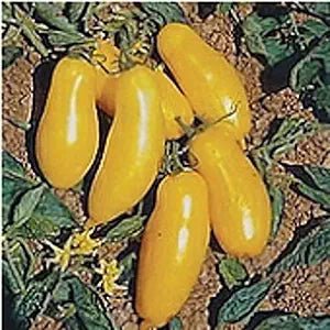 Banana Legs Tomato Seeds – Elongated Yellow Tomatoes with Mild Flavor - Dharaseeds