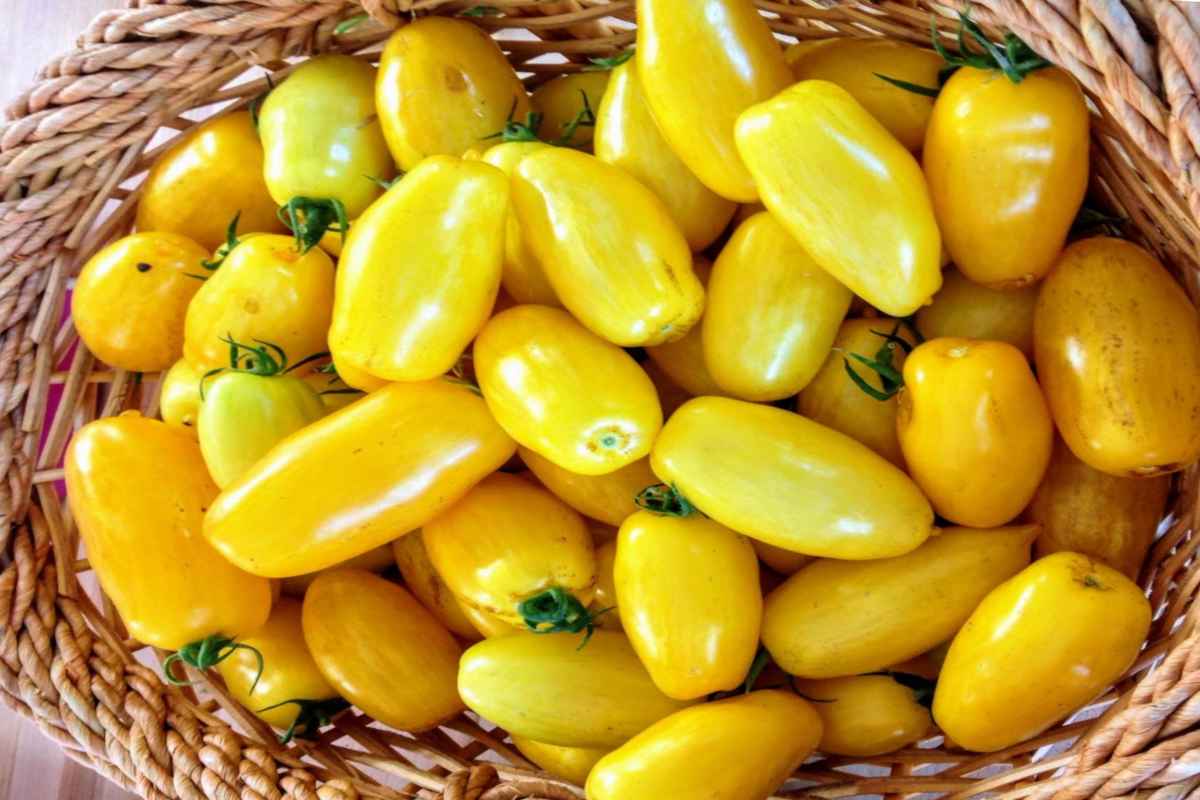 Banana Legs Tomato Seeds – Elongated Yellow Tomatoes with Mild, Sweet Flavor - Dharaseeds