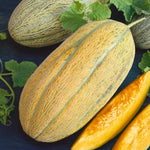 Banana melon cantaloupe seeds for planting home garden