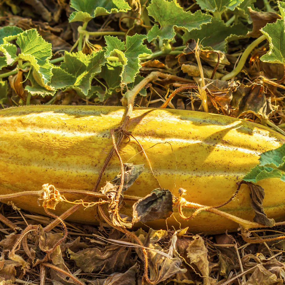 Banana Melon plant grown from premium seeds