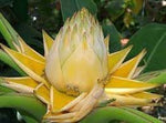 Banana Musa Lasiocarpa Golden Lotus Musella Banana Tree Seeds for Planting – Tropical Variety for Outdoor Gardens - Dharaseeds