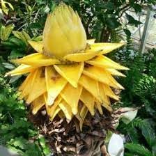 Banana Musa Lasiocarpa Golden Lotus Musella Banana Tree Seeds for Planting – Tropical Variety for Outdoor Gardens - Dharaseeds