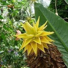 Banana Musa Lasiocarpa Golden Lotus Musella Banana Tree Seeds for Planting – Tropical Variety for Outdoor Gardens - Dharaseeds