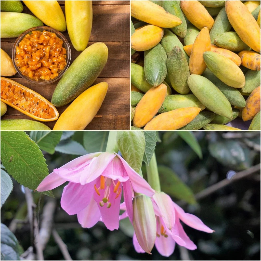 Bulk Passiflora Seeds Banana Passion Fruit Seeds