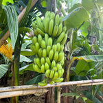 indoor musa acuminata banana plant grown from seeds