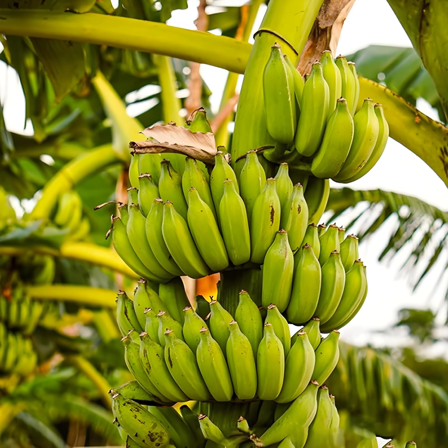 Banana plant seeds for home and garden growers