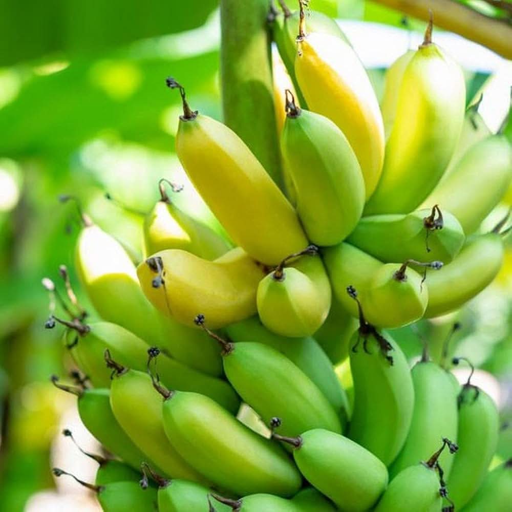 Banana plant seeds rare China variety for home garden planting